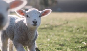 Sheep help with self sufficiency 